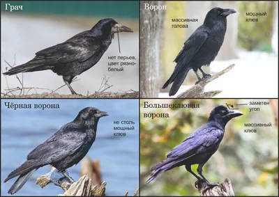 Грач птица: описание, отличие от вороны, чем питается, сколько живет