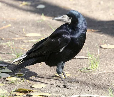 Грач (Corvus frugilegus)