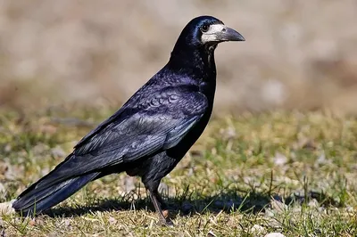 Фотография Грач (Corvus frugilegus) Россия | Фотобанк ГеоФото/GeoPhoto |  GetImages Group