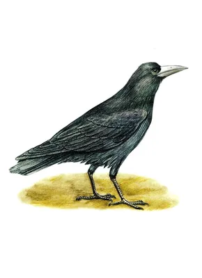 Грач (Corvus frugilegus)