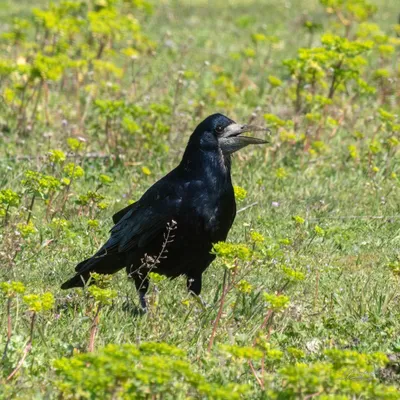 Грач, Corvus frugilegus frugilegus, Rook | Москва, Коломенск… | Oleg  Nabrovenkov | Flickr