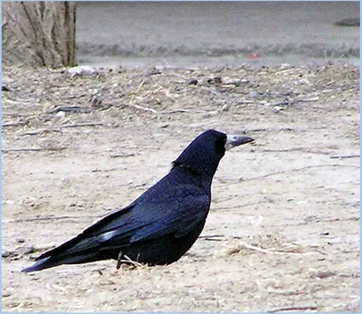 Грач Corvus frugilegus Rook