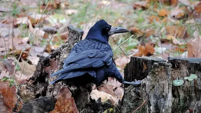 Грач (Corvus frugilegus). Птицы Сибири.