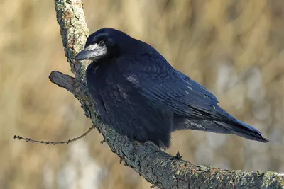 Грач Corvus frugilegus Rook