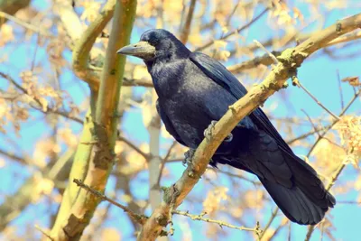 PHOTOS/aves/21 PASSERIFORMES CORVIDAE Corvus  frugilegus/bird_apart_Corvus_frugilegus200912121146-2