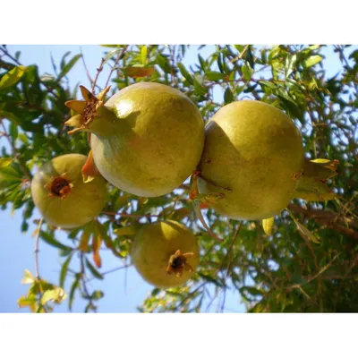 Гранат комнатный (Punica granatum Nana)