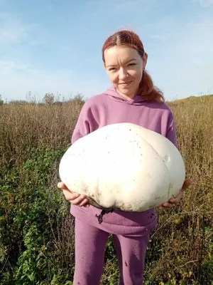 Дождевик съедобный (Lycoperdon perlatum) фото и описание