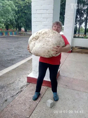 Фотокаталог грибов: Дождевик грушевидный (Lycoperdon pyriforme)