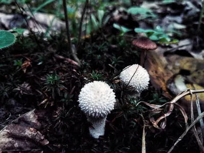 Дождевик шиповатый (Lycoperdon perlatum) – Грибы Сибири