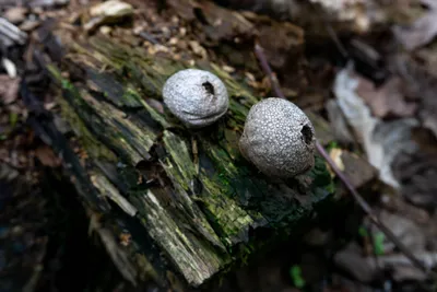 Съедобный гриб Дождевик шиповатый или дождевик жемчужный (лат. Lycoperdon  perlatum) — гриб из рода Дождевик семейства Шампиньоновые Stock-Foto |  Adobe Stock