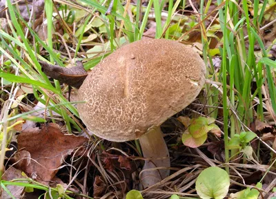 Моховик бархатный (Xerocomus pruinatus). Фото на сайте \"Грибы: информация и  фотографии\"