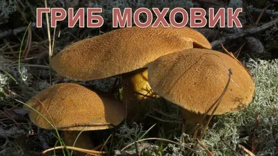 Моховик – описание, виды, фото, ложные моховики, польза и вред