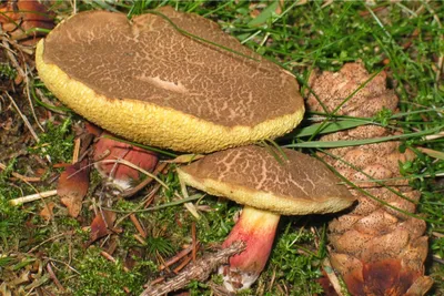 Hortiboletus (Xerocomus) rubellus, Моховик красный