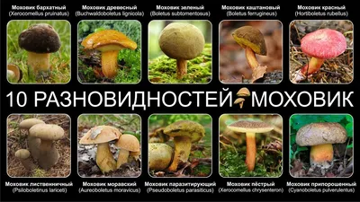 Фото: Гриб Моховик. Портретный фотограф Геннадий Ренц. Природа. Фотосайт  Расфокус.ру