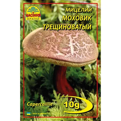 Грибы Польский гриб, Моховик каштановый - «Моховик и его разнообразие, а  также что я с ними делаю и где искать прелестный грибочек?» | отзывы