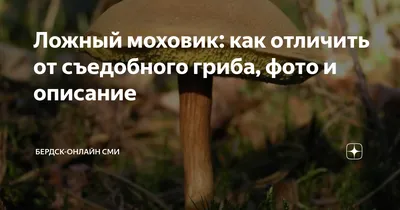 Грибы Польский гриб, Моховик каштановый - «Моховик и его разнообразие, а  также что я с ними делаю и где искать прелестный грибочек?» | отзывы