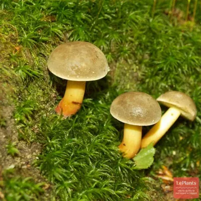 Моховик красный (Hortiboletus rubellus) фото и описание