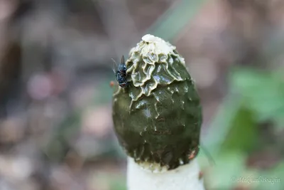 Весёлка обыкновенная (Phallus impudicus) фото и описание