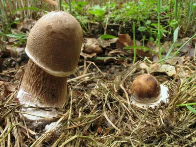 Гриб-зонтик краснеющий (Chlorophyllum rachodes) – Грибы Сибири [Вложение:  9471]