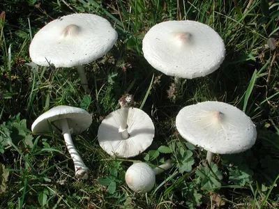 Гриб-зонтик большой (Macrolepiota procera). Фото на сайте \"Грибы:  информация и фотографии\"