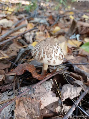 Гриб-зонтик белый (Macrolepiota excoriata) – Грибы Сибири [Вложение: 9552]