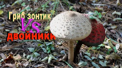 Гриб-зонтик белый | это... Что такое Гриб-зонтик белый?