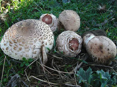 Гриб-зонтик большой (Macrolepiota procera) фотографии, видео и истории