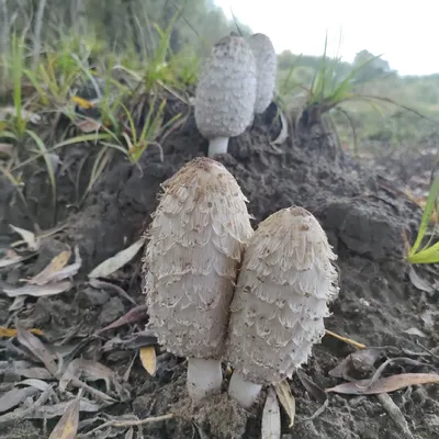 Зонтик белый - Macrolepiota excoriata - Грибы Уломы Железной