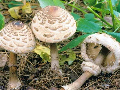 Гриб-зонтик белый (Macrolepiota excoriata) – Грибы Сибири [Вложение: 27812]