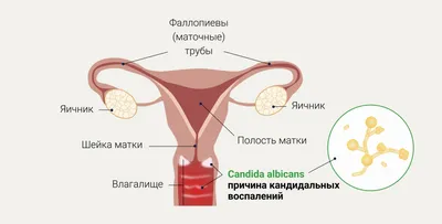 Полоскание горла: растворы, средства и препараты при воспалении