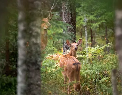 Во рту растут грибы 🍄» — создано в Шедевруме