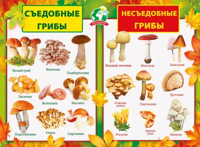 Если вы чувствуете яркий вкус, то, возможно, они ядовитые»: польза и  опасность грибов - Газета.Ru