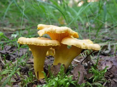 Белый гриб настоящий (Boletus edulis) – Грибы Сибири