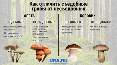 Грибы в Германии: что обязательно нужно знать каждому грибнику?