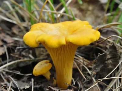 Лисичка обыкновенная Cantharellus …» — создано в Шедевруме