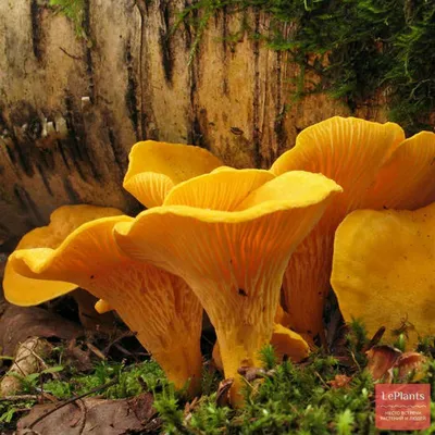 Ложная лисичка - Hygrophoropsis aurantiaca - Грибы Уломы Железной