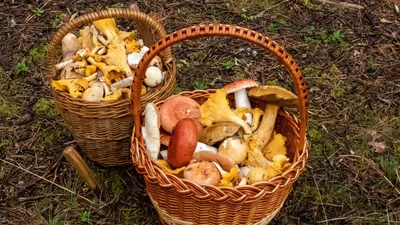 🍄 Лисичка обыкновенная (Cantharellus cibarius) — Съедобные и условно  съедобные грибы, описание, фото | LePlants.ru