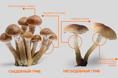 Огромные опята. | Пикабу