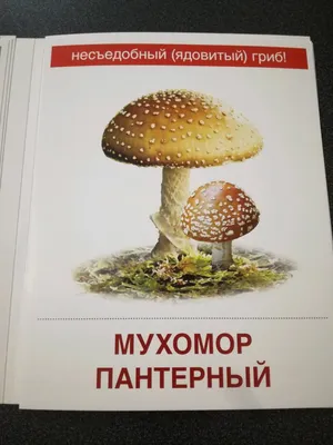 Как отличить ядовитые грибы от съедобных? | Справедливый | Дзен