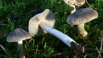 Коллаж Съедобные Грибы, Сыроежка; Suillus; Груздь; Leccinum Aurantiacum;  ЕКАК, Lycoperdon Фотография, картинки, изображения и сток-фотография без  роялти. Image 15494988