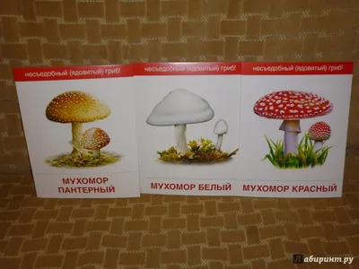 картинки : природа, Куколка, Съедобный гриб, Шампиньон грибной, Pleurotus  eryngii, Шиитаке, оболочка, Моллюск, Грибок 3024x4032 - pablodegraaf -  1568647 - красивые картинки - PxHere