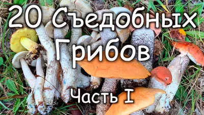 ЛОГОПЕД и Я\": ГРИБЫ.