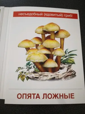 Иллюстрация 12 из 30 для Демонстрационные картинки \"Грибы съедобные и  несъедобные\" (173х220 мм) - Т. Цветкова | Лабиринт - книги. Источник:  Бабкин Михаил Юрьевич