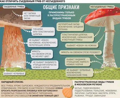 Иллюстрация 21 из 30 для Демонстрационные картинки \"Грибы съедобные и  несъедобные\" (173х220 мм) - Т. Цветкова |