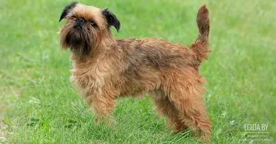 Брюссельский гриффон: описание 🐕 породы собак, характер, фото