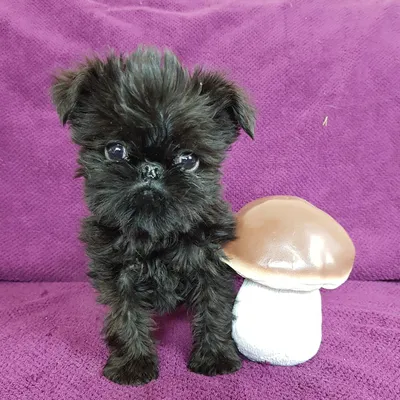 Брюссельский гриффон: описание 🐕 породы собак, характер, фото