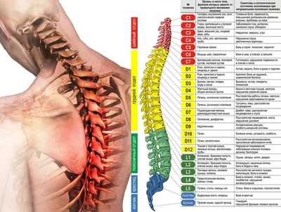 Грудной отдел позвоночника фото