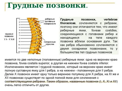 Заболевания грудного отдела позвоночника, симптомы, соматика и лечение в  Москве