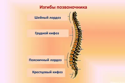 Биомеханика грудного отдела позвоночника. Статьи