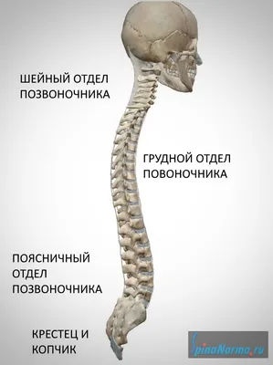 Чем лечить сколиоз у взрослых? - Доктор Позвонков